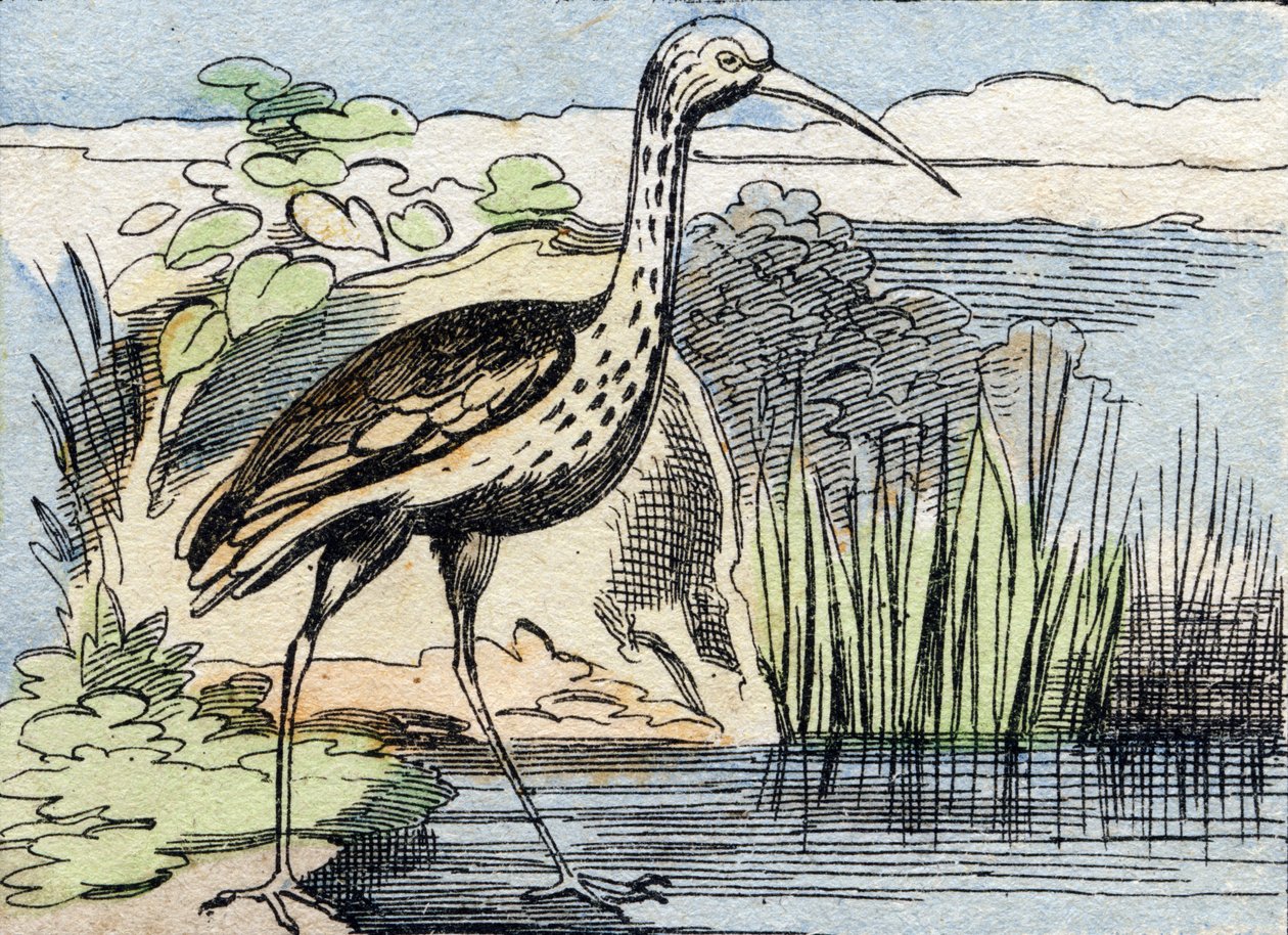 Le courlis. Gravure dans "Buffon Alphabet des Oiseaux n° 2". 3e Série n° 2. Imagerie d