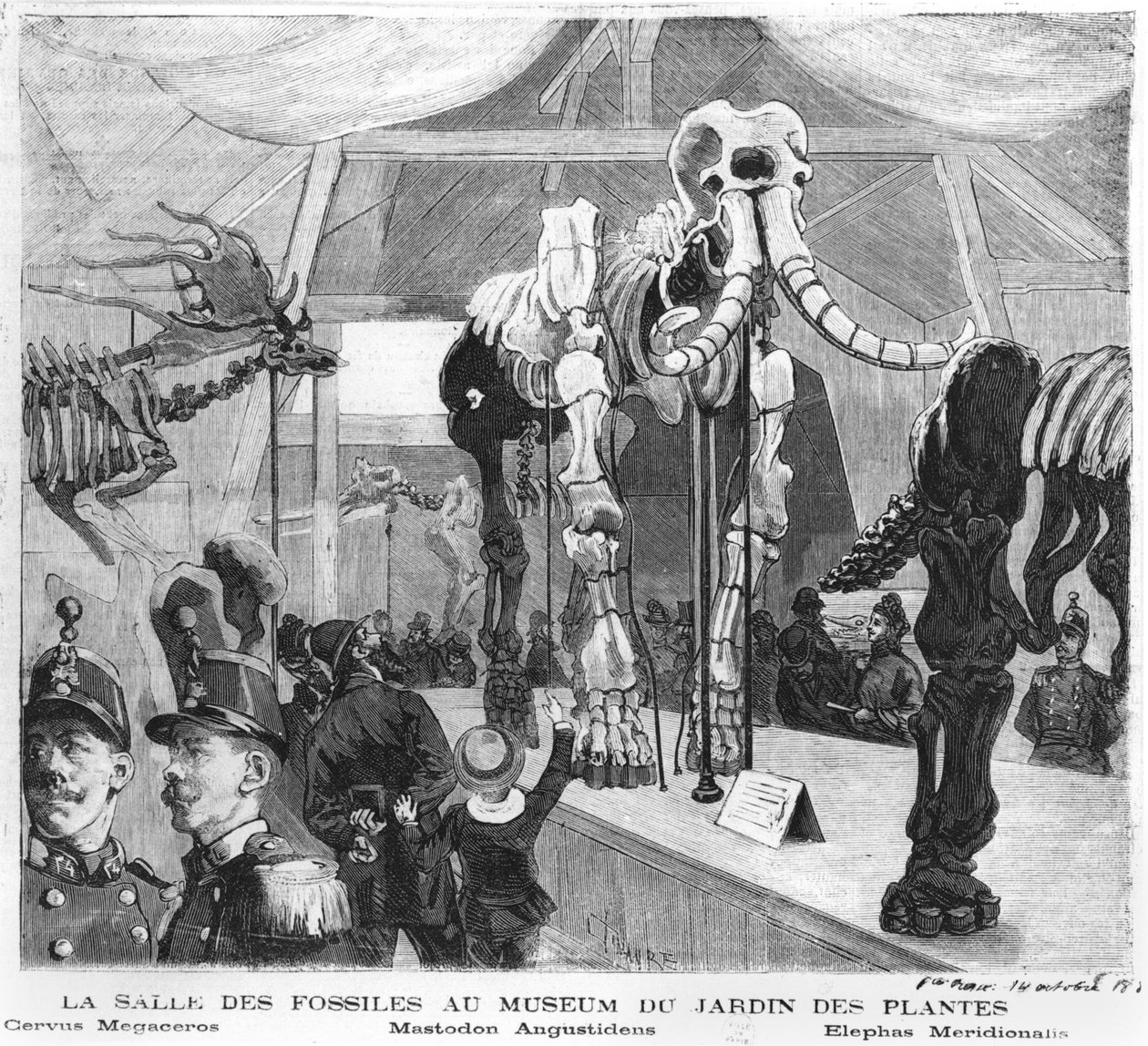 La salle des fossiles au Musée d