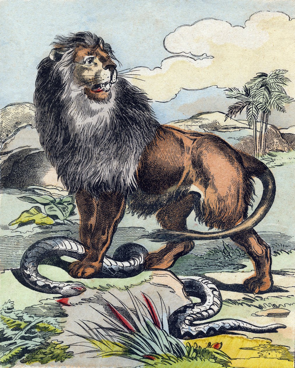 Le lion. Gravure dans "Buffon Alphabet des Animaux". 3e Série N 1. Imagerie d