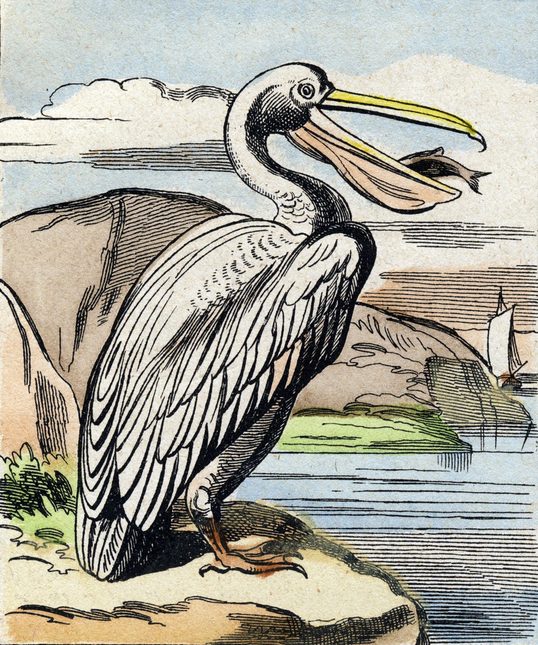 Le pélican. Gravure dans "Buffon Alphabet des Oiseaux n 1". 3e Série N 1. Imagerie d