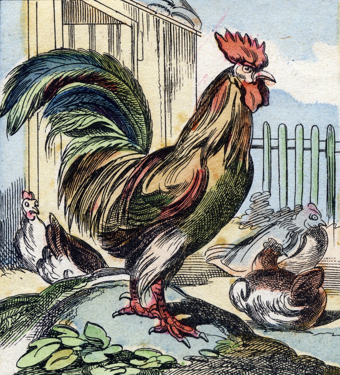 Le coq. Gravure dans "Buffon Alphabet des Oiseaux n° 2". 3e Série n° 2. Imagerie d