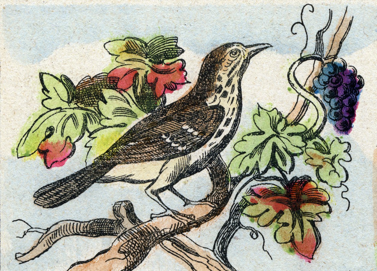 Grive. Gravure dans "Buffon Alphabet des Oiseaux n° 1". 3e Série n° 1. Imagerie d