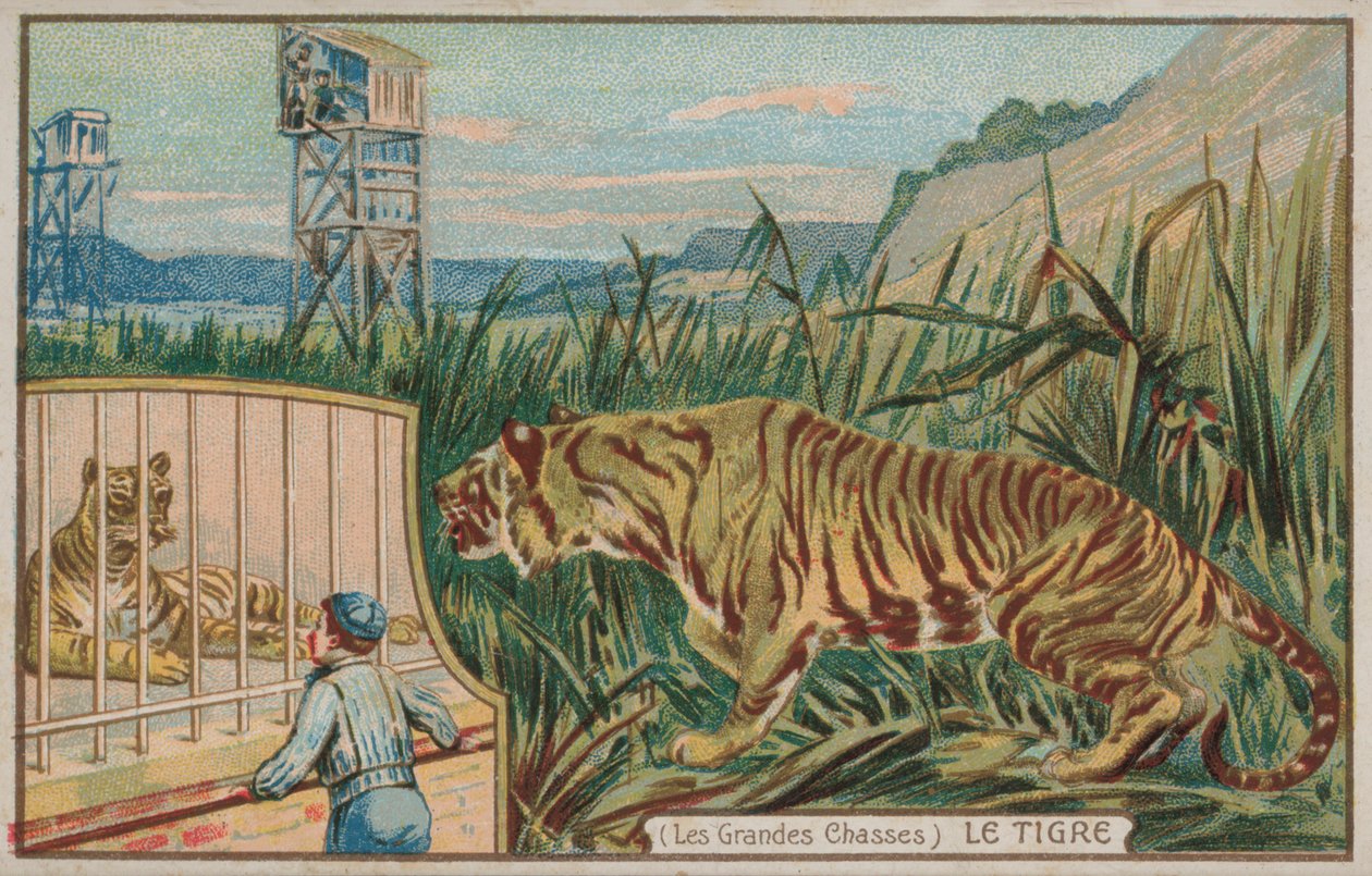 Tigre (chromolitho) - French School