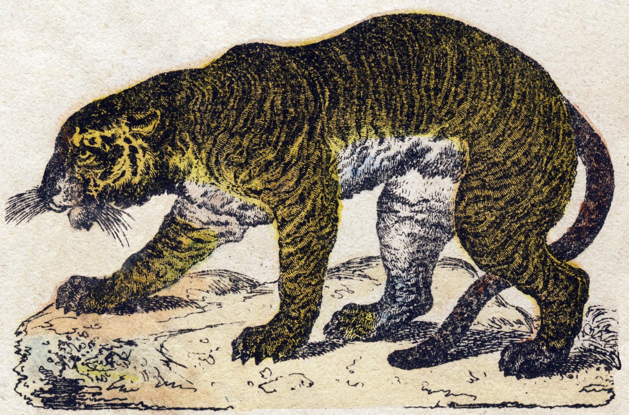 Tigre. Gravure dans "Alphabet des animaux sauvages". 9e Série. Imagerie d