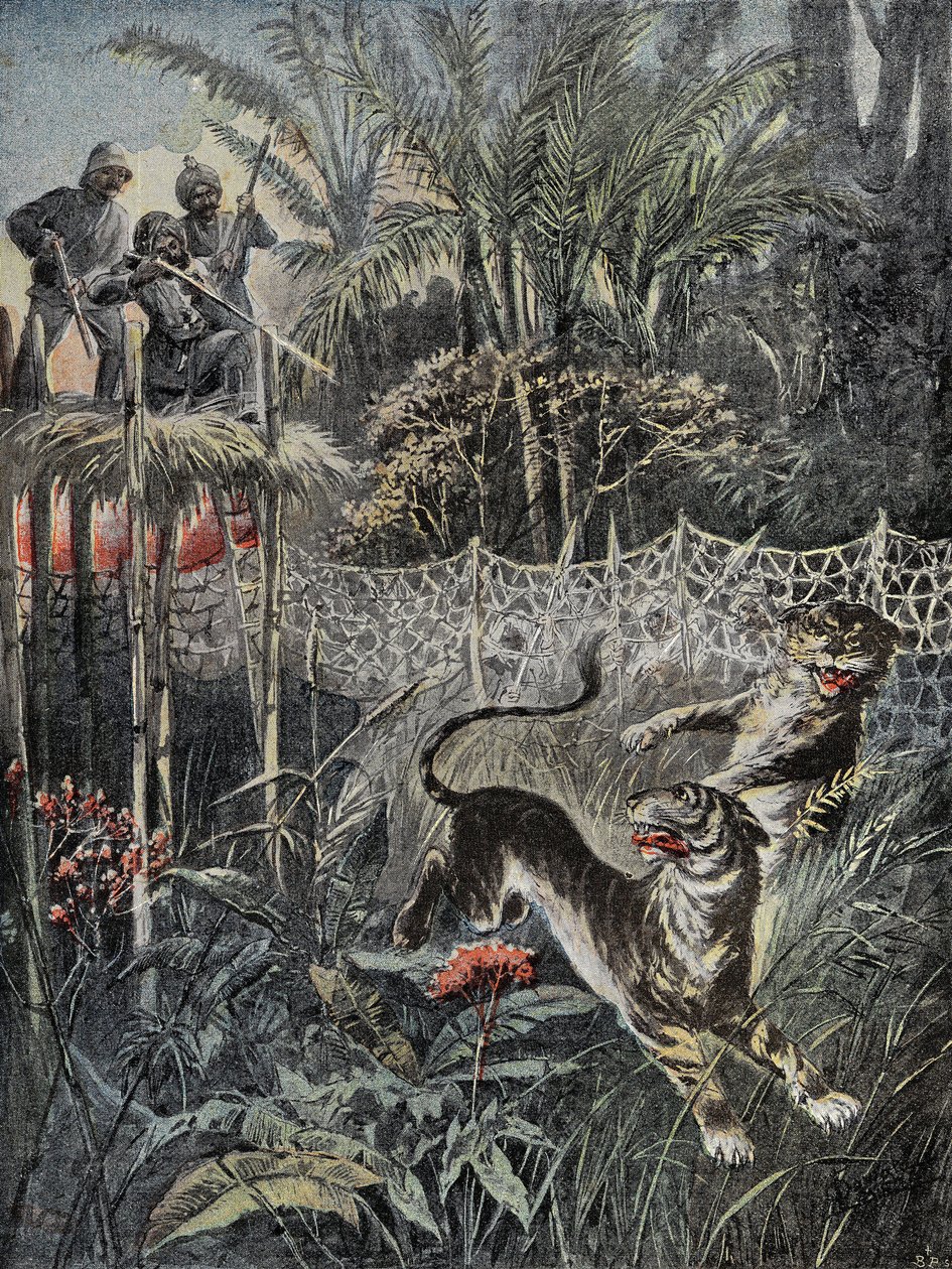 Chasse au tigre dans les jungles en Inde : les rabatteurs sont derrière le filet et les chasseurs sont en sécurité sur le belvédère. Gravure dans 