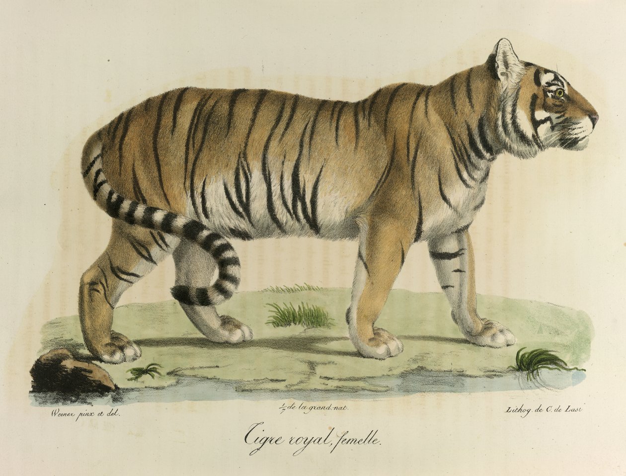 Tigre royal, femelle. Une tigresse royale, de Histoire Naturelle des Mammifères - French School