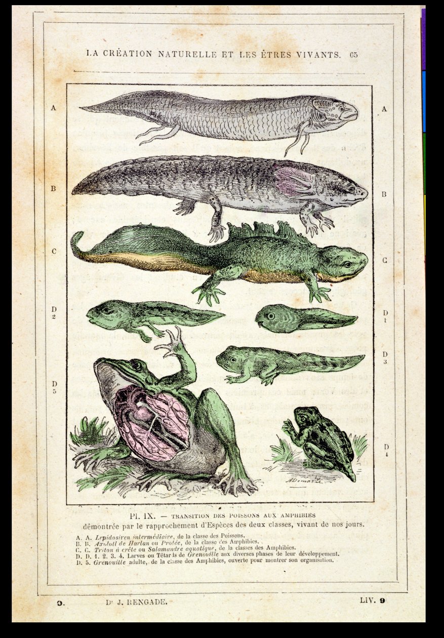 Transition des poissons en amphibiens, d