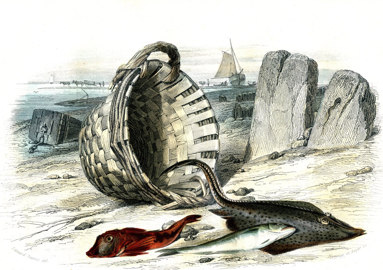 Trigle grondin (Trigle cuculus), merlan (merlangius merlangus), raie grondin (dipturus batis) - Planche extraite de Histoire Naturelle par Bernard Germain de Lacépède (1856-1925), édition P. Furme, Paris - French School