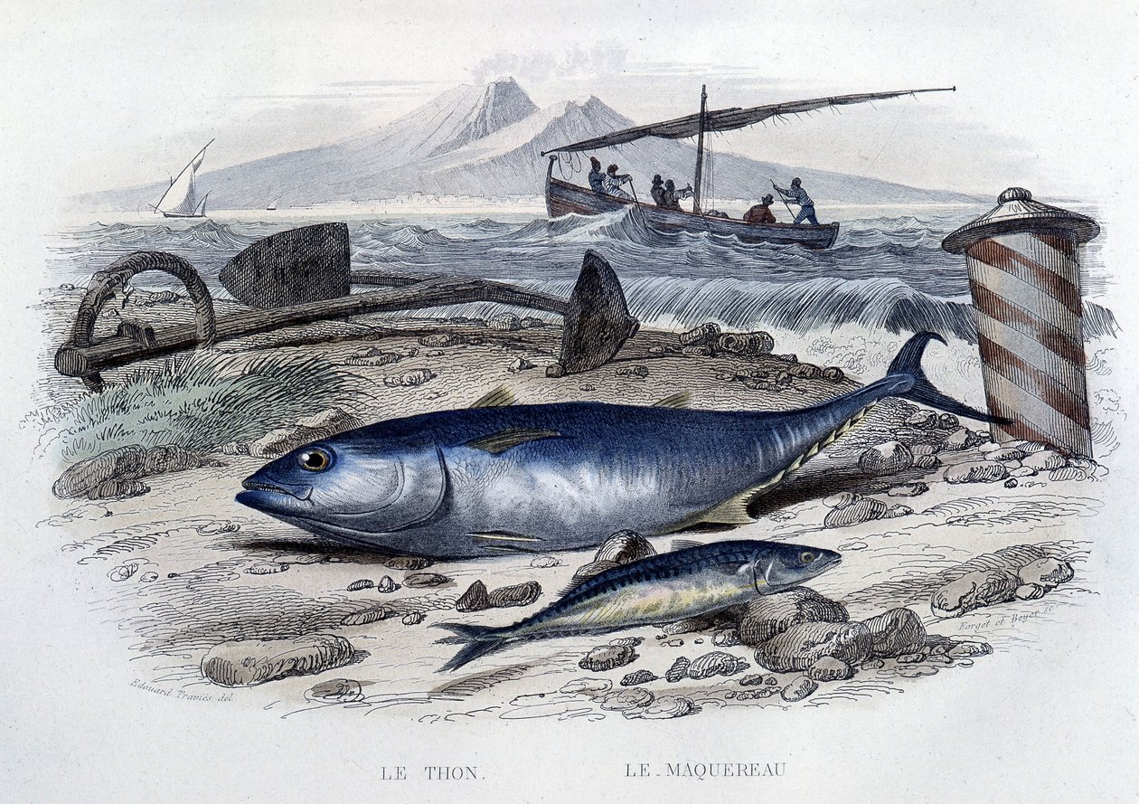 Thon et maquereau - dans "Histoire naturelle" par Lacépède, T.II, éd. Furne et Cie, Paris - French School