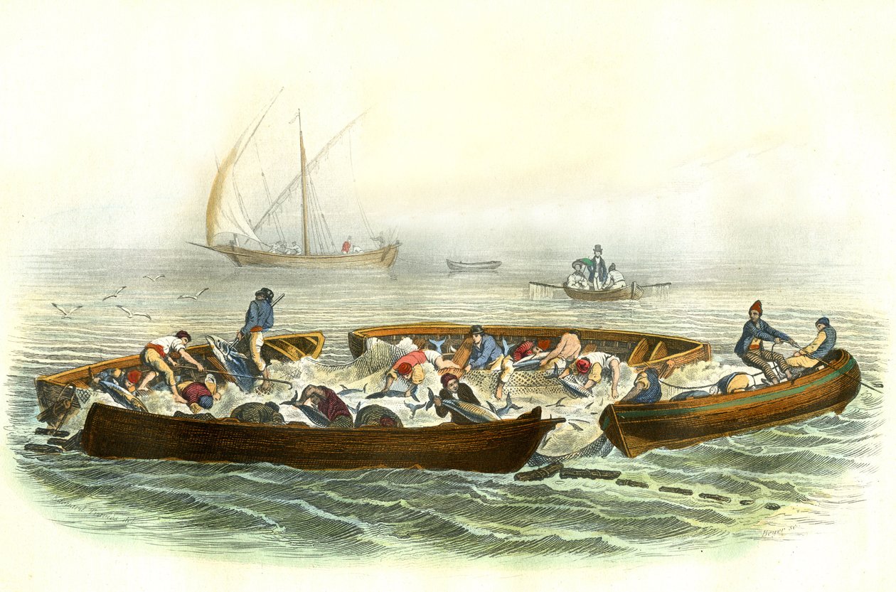Pêche au thon ou madrague - Planche extraite de l