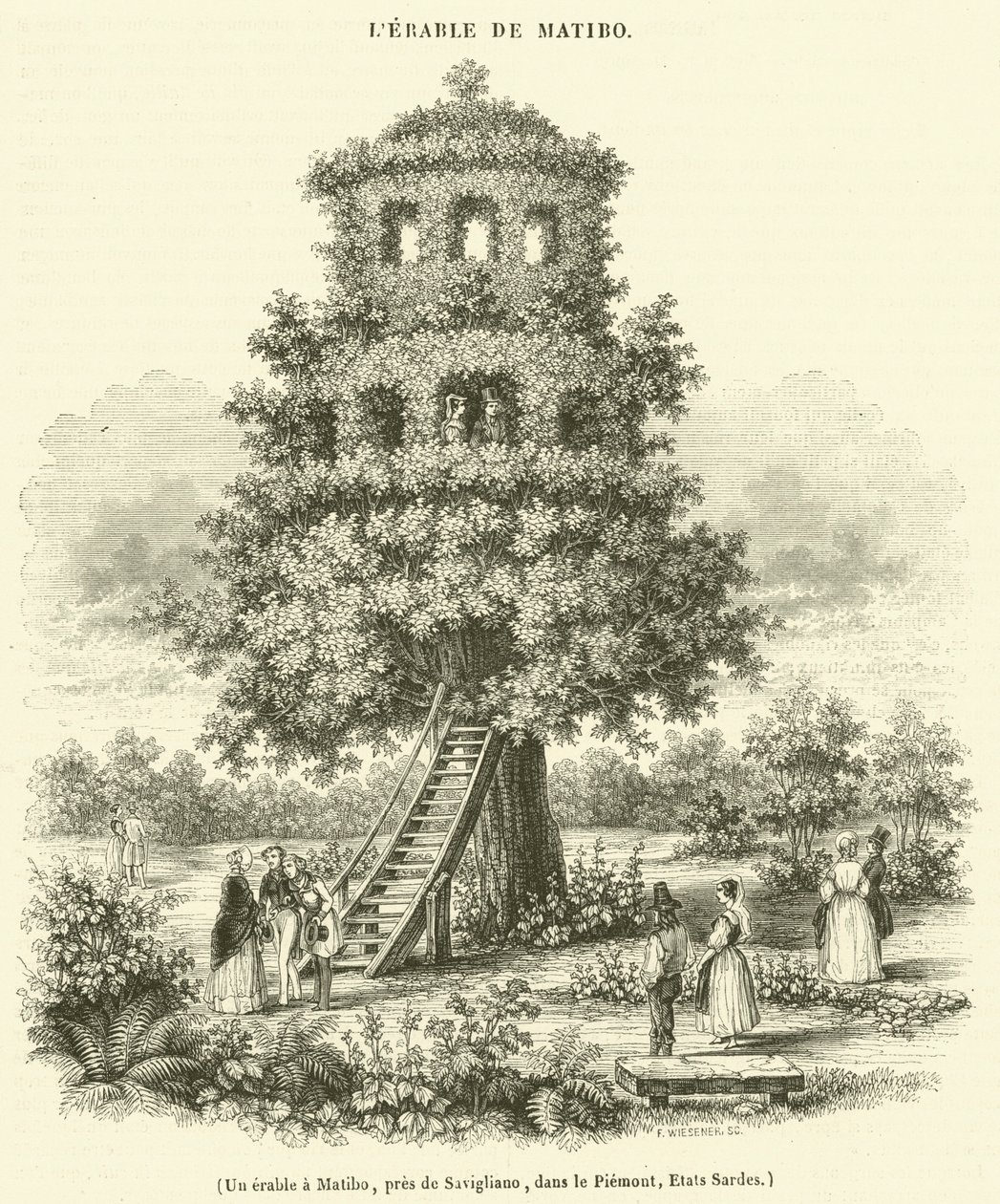 Un erable a Matibo, pres de Savigliano, dans le Piemont, Etats Sardes (engraving) - French School