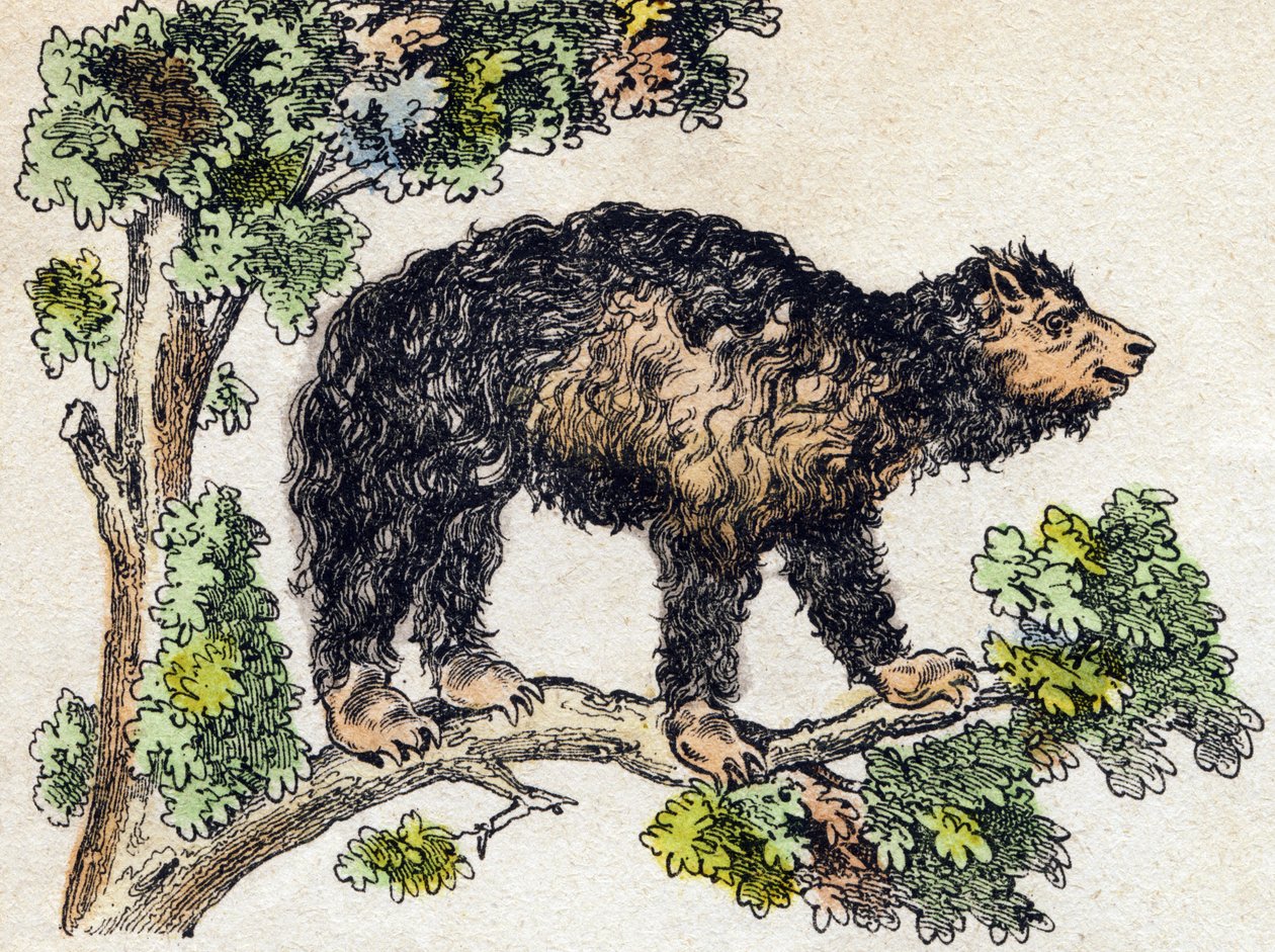 Unau (paresseux). Gravure dans « Alphabet des animaux sauvages ». 9e série. Imagerie d