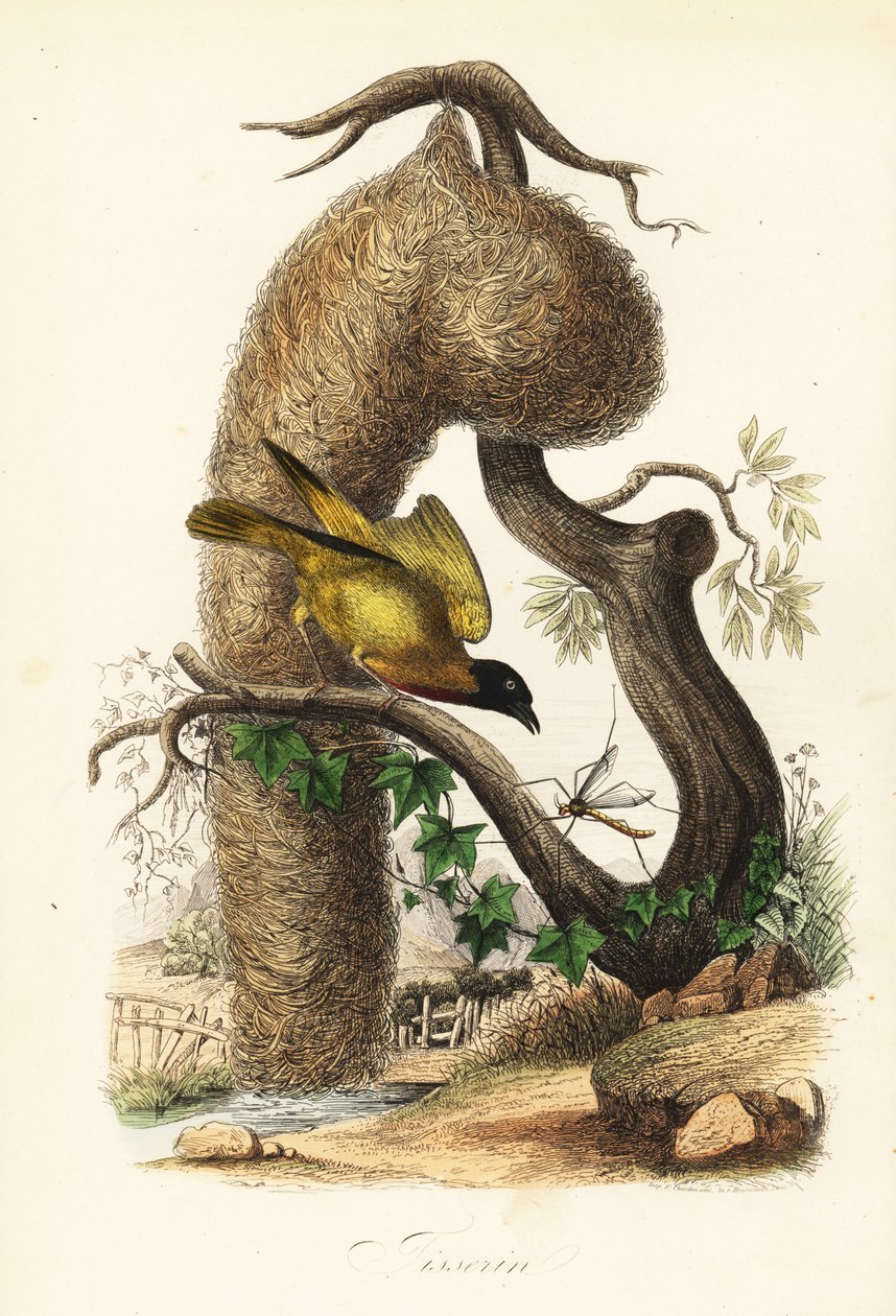 Tisserin gendarme, Ploceus cucullatus, avec nid en herbe tissée - French School