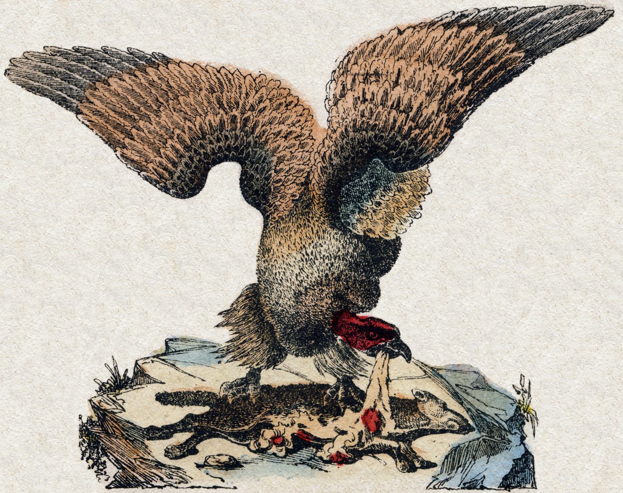 Vautour. Gravure dans « Alphabet des animaux sauvages ». 9e Série. Imagerie d