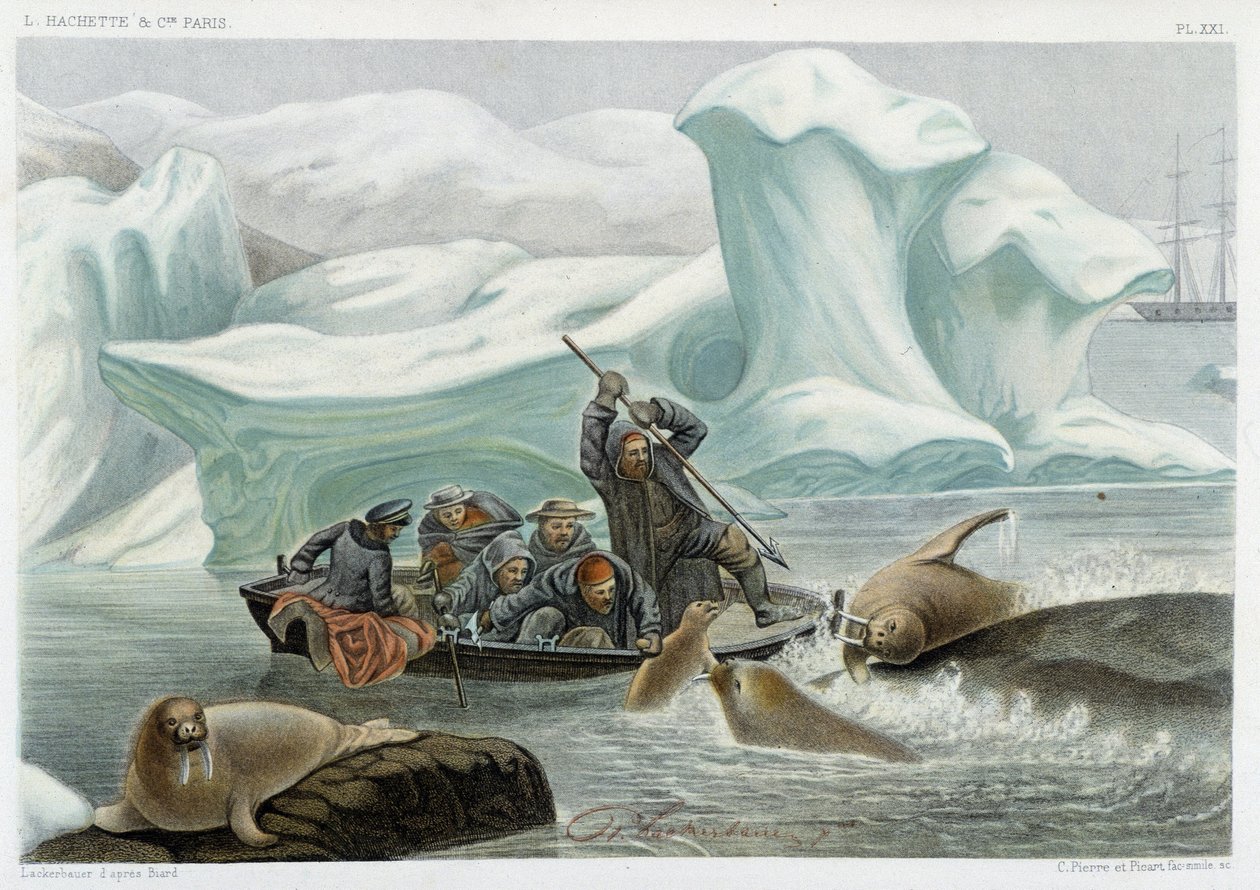 Chasse au morse - dans « Le monde de la mer » par Alfred Fredol, Hachette, Paris - French School