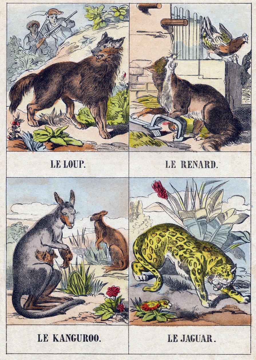 Loup; Renard; Kangourou; Jaguar. Gravure dans "Buffon Alphabet des Animaux". 3e Série N 1. Imagerie d
