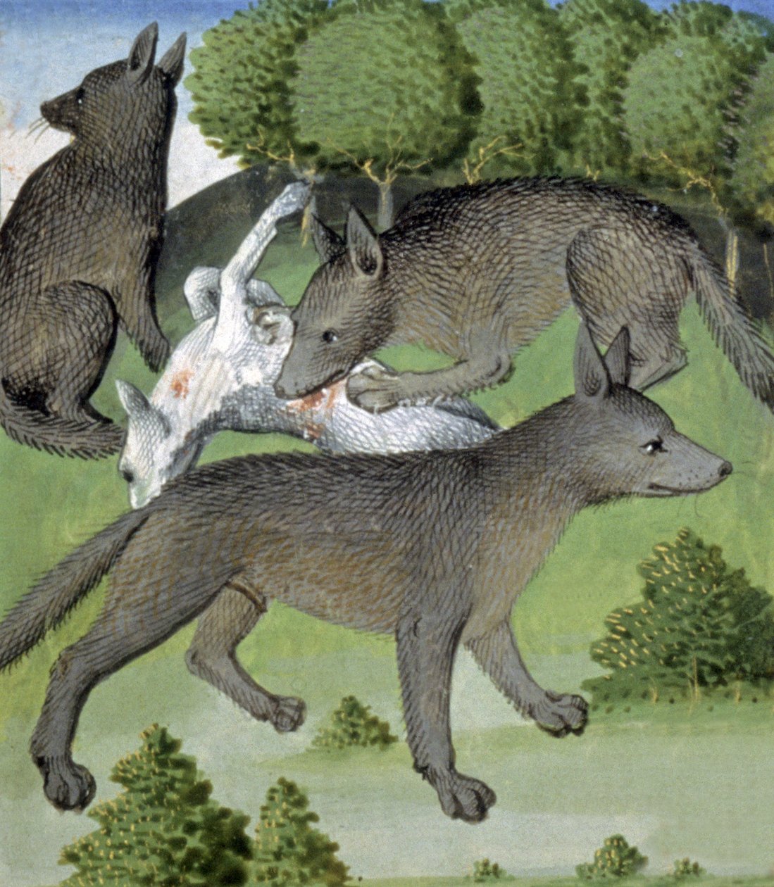 Loups - French School