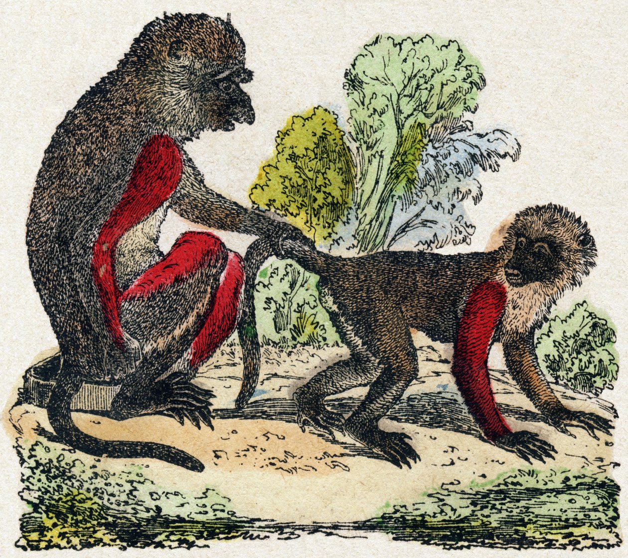 Yarques. Gravure dans « Alphabet des animaux sauvages ». 9e Série. Imagerie d