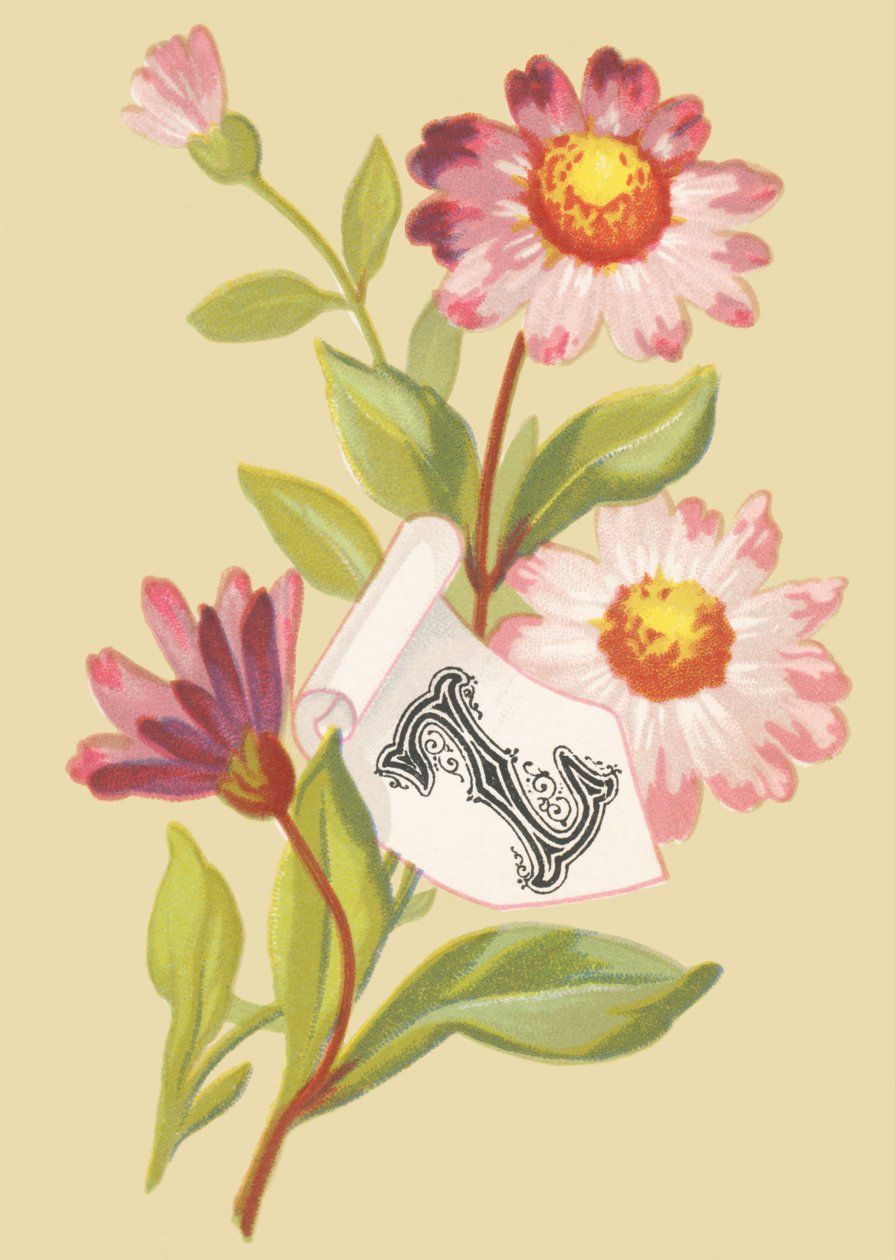 Z: zinnia - fausses flocons - French School