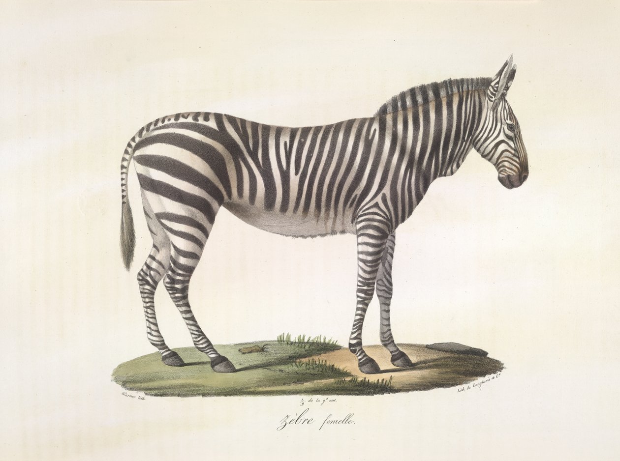 Zèbre femelle, de Histoire Naturelle des Mammifères - French School