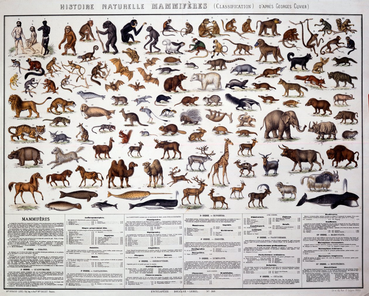 Zoologie : classification des mammifères selon le biologiste français Georges Cuvier (1769-1832). Tableau d
