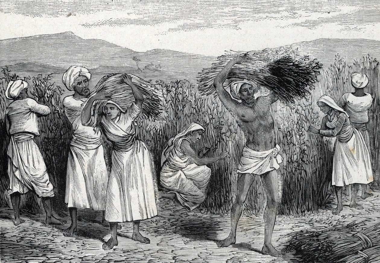 Récolte de smilax commun ou salsepareille ou liseron rugueux au Pérou (gravure) 1888 - French School