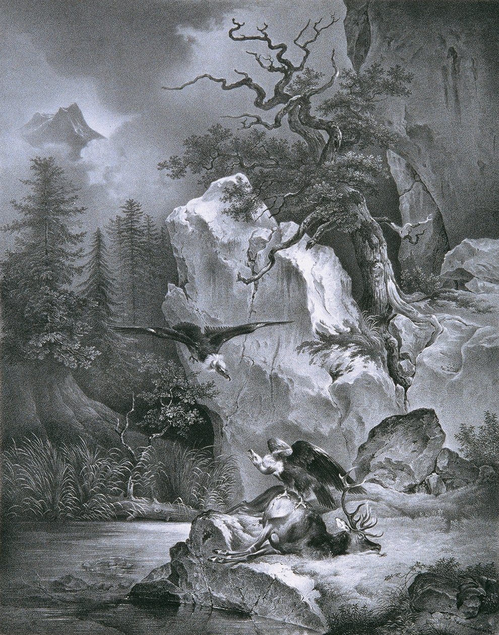 Vautour avec cerf mort - Friedrich August Mathias Gauermann
