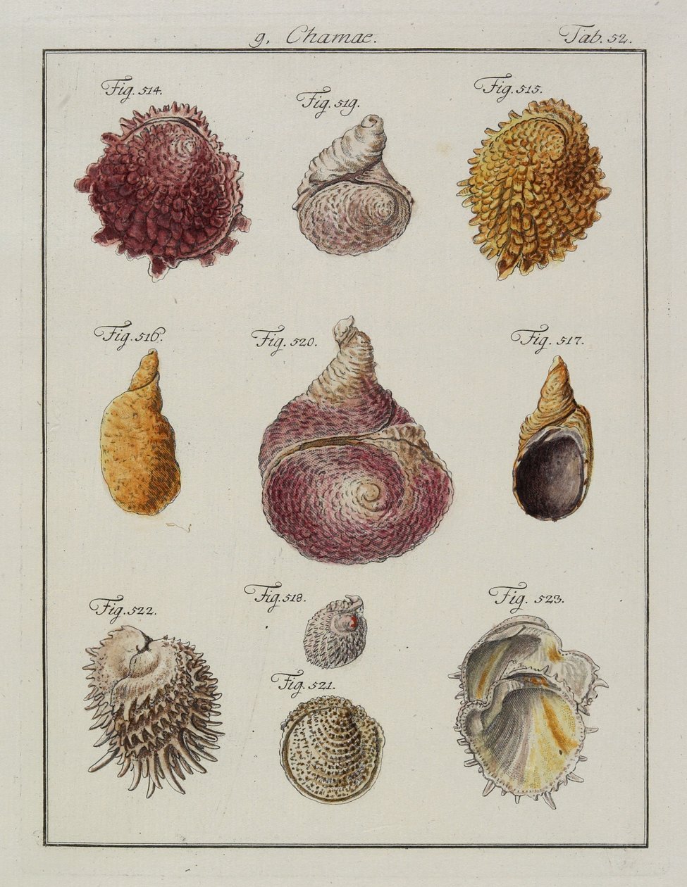 Coquillages : Chamae, Pinnae, du Neues systematisches Conchylien-Cabinet, 1784 - Friedrich Heinrich Wilhelm Martini