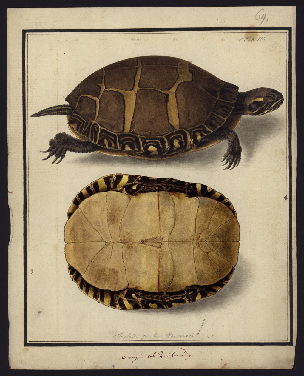 Chrysemys picta, avant 1792 - Friedrich Wilhelm Wunder
