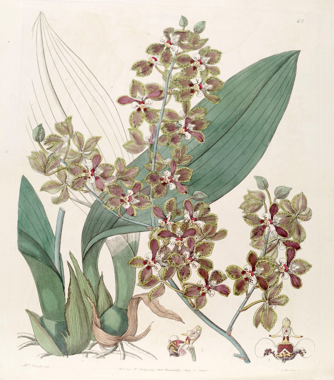 Trichocentrum microchilum - G. Barclay
