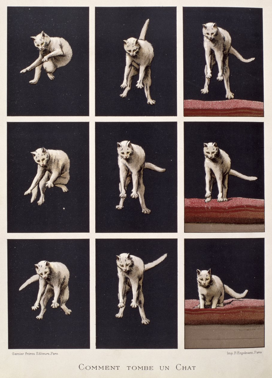 Comment un Chat Tombe, de Les Dernières Merveilles de la Science par Daniel Bellet - G. Lasellaz