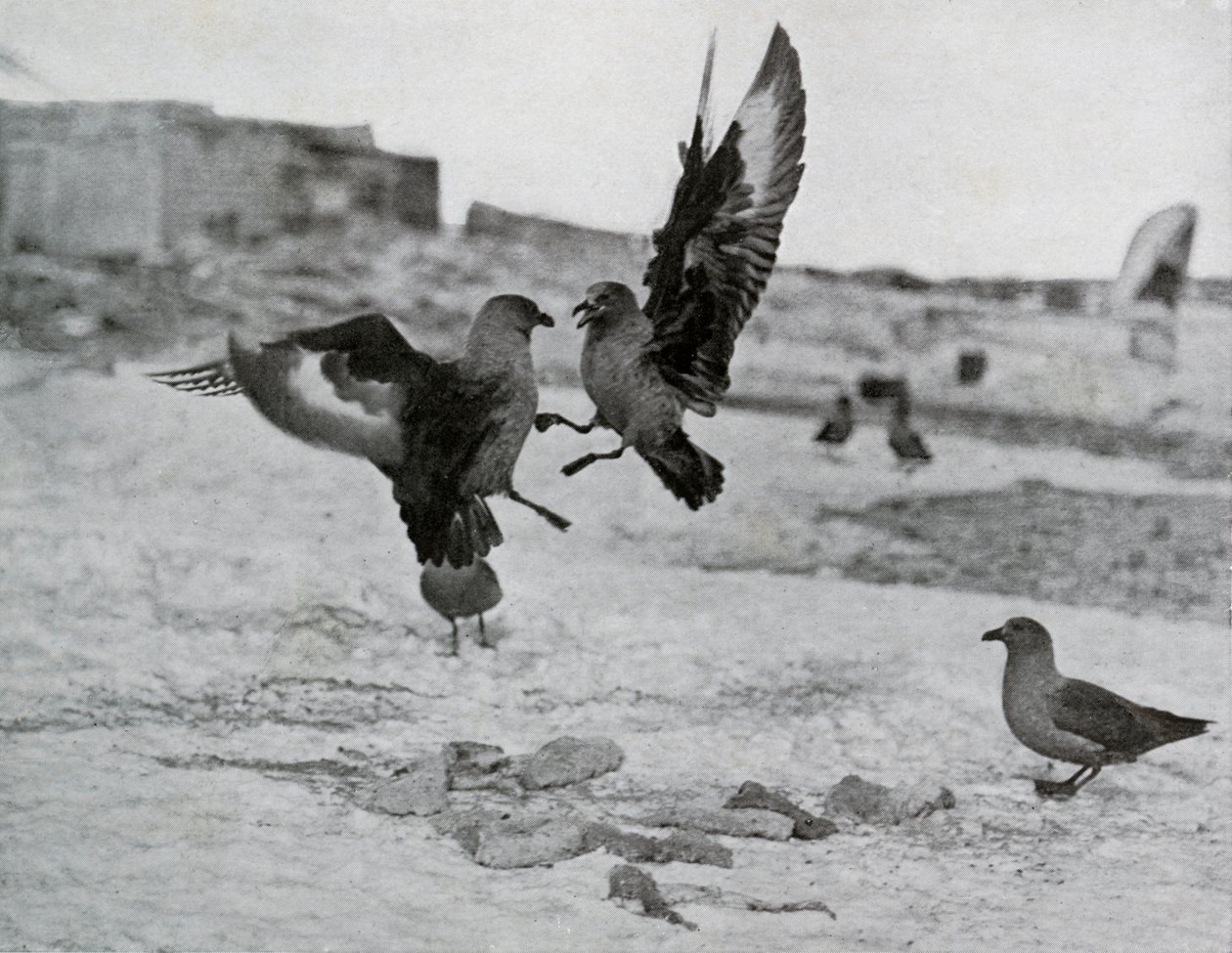Mouettes skuas se battant pour du gras, 1911, 1913 - G. Murray Levick