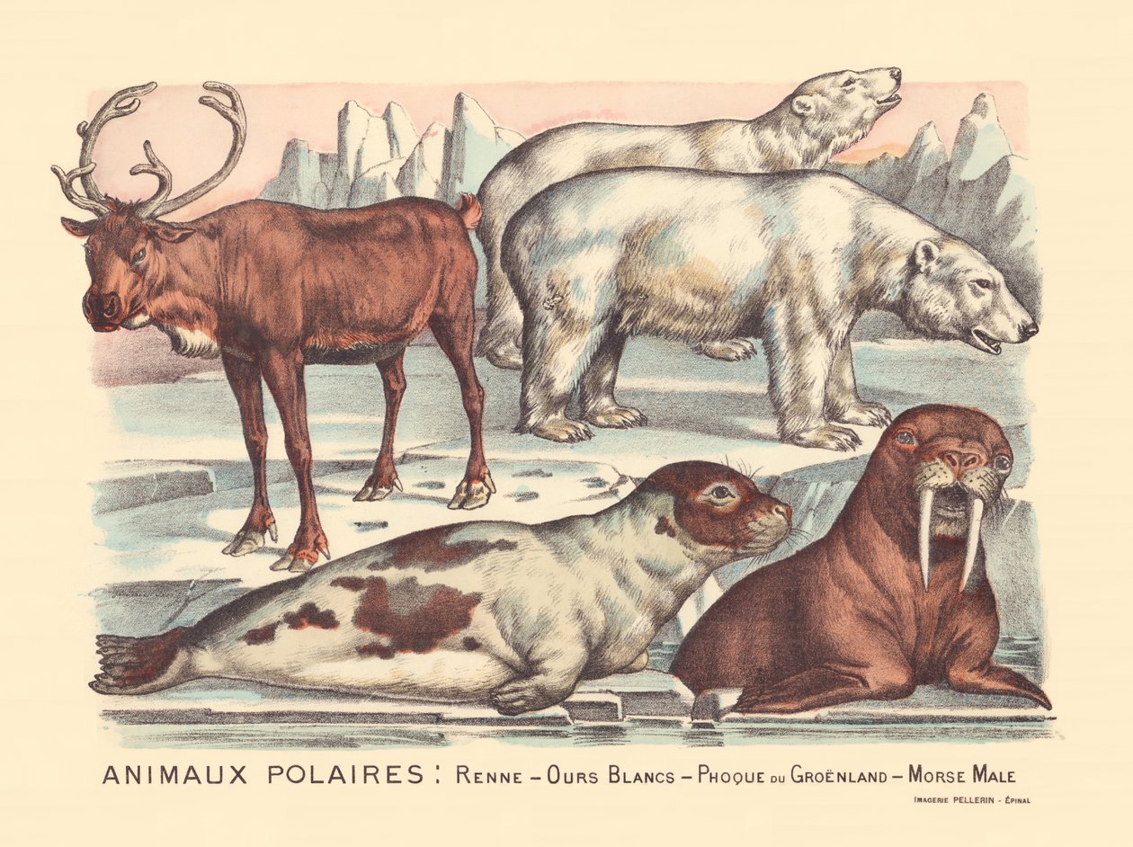 Page 14 : Animaux polaires : rennes, ours polaires, phoque du Groenland, morse mâle - Gabriel Gostiaux