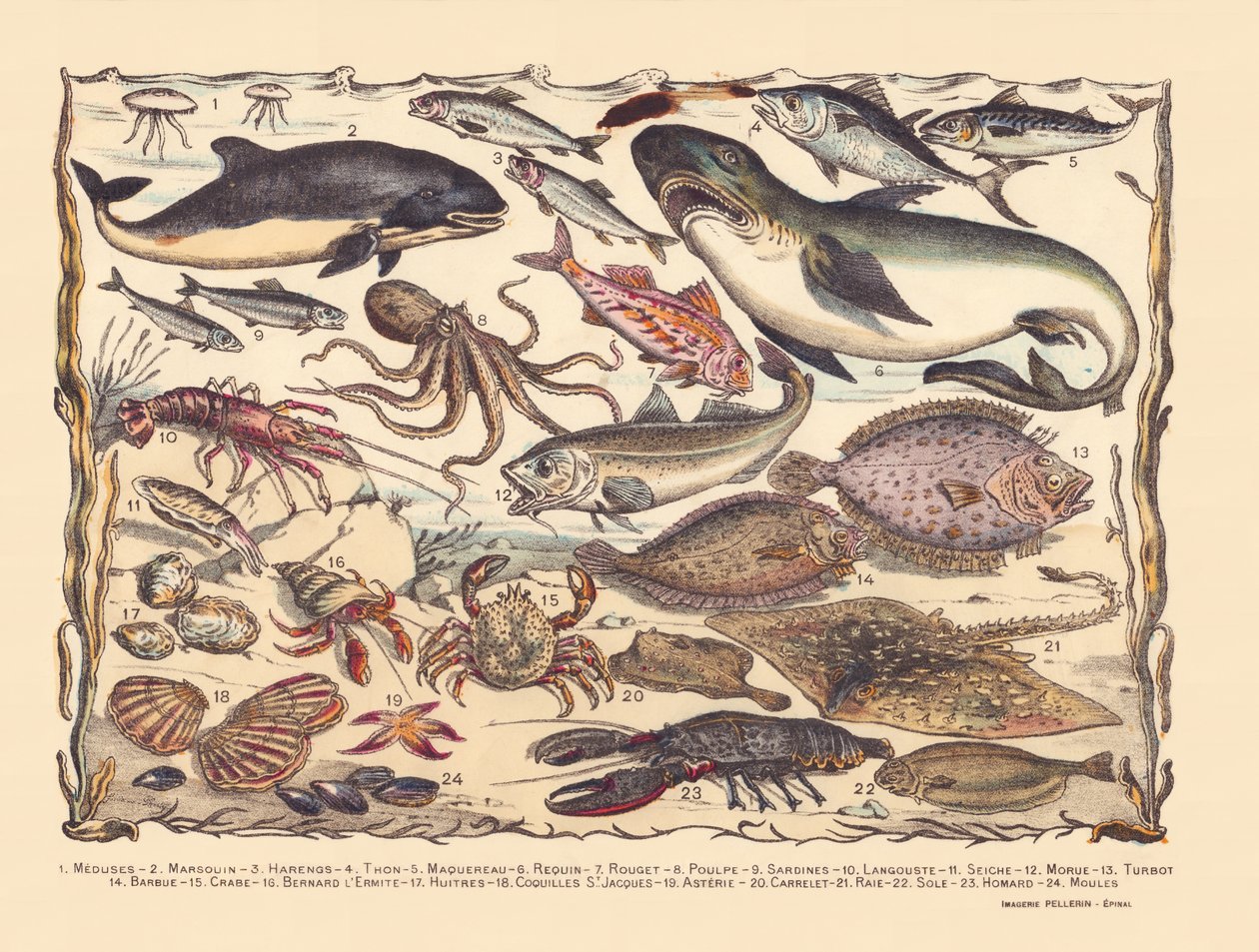 Page 16 : Méduses, marsouin, hareng, thon, maquereau, requin, mulet, poulpe, sardines, homard, seiche, morue, turbot, barbe, crabe, bernard-l