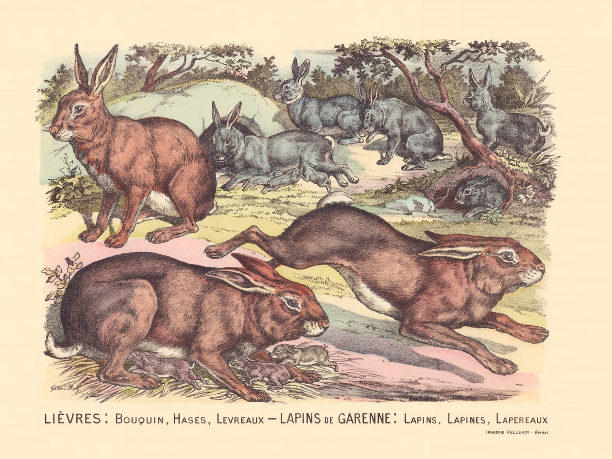 Page 12 : Lièvres : livre, lièvres, lèvres Lapins de garenne : lapins, lapins, lapins - Gabriel Gostiaux