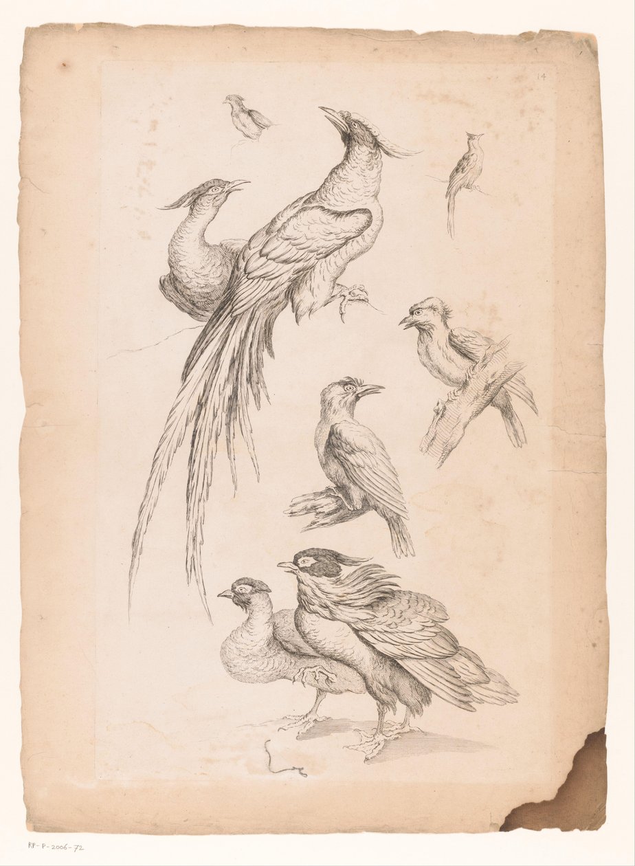 Huit oiseaux chinois, dont peut-être des oiseaux de paradis (Livre des différentes espèces d