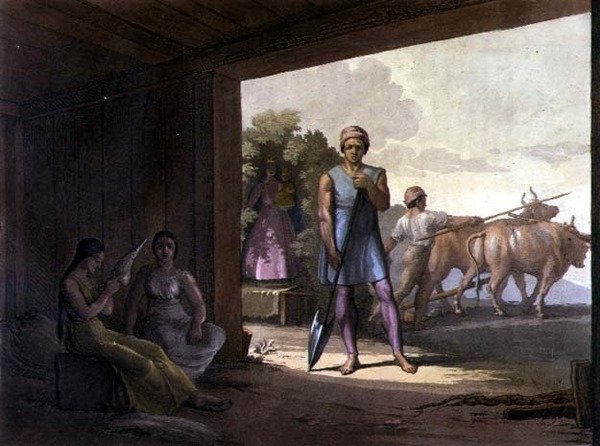 Jésuites indiens - Gallo Gallina