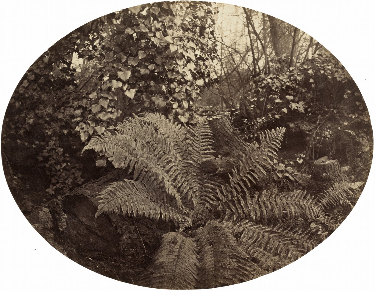 Frondes hivernales de la fougère épineuse, vers 1862 (photo) 1862 (photo) - Geoffrey Bevington