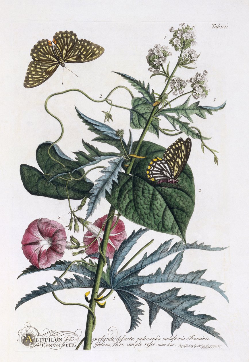 Abutilon et Convolvulus, c.1748 - Georg Dionysius Ehret
