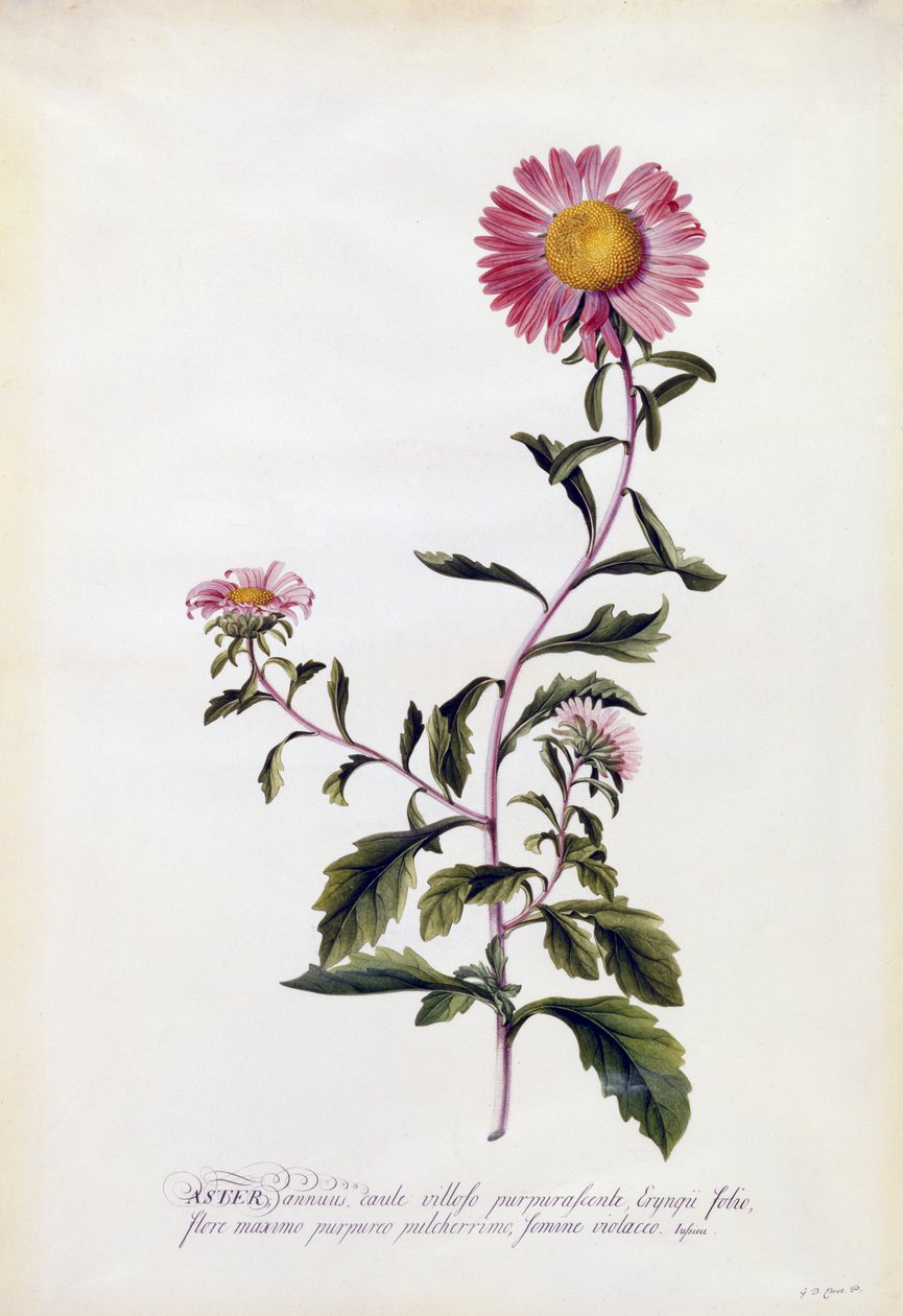 Aster, vers 1743 - Georg Dionysius Ehret