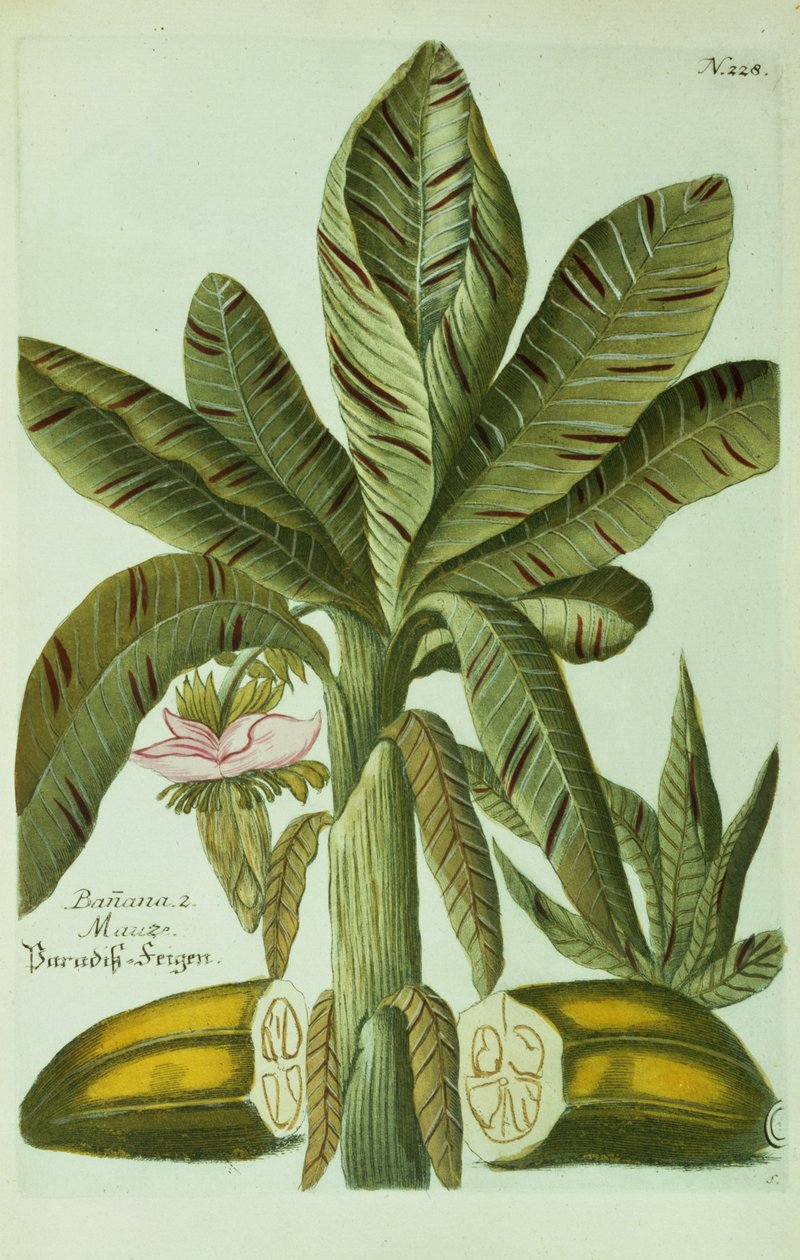 Banane, de 