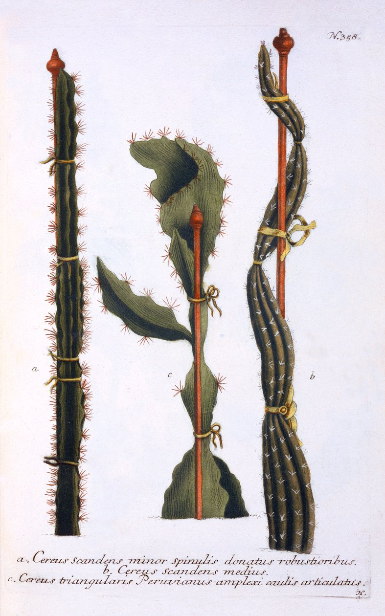 Cereus scandens minor, Cereus scandens medeus et triangularis Peruvianus, de 