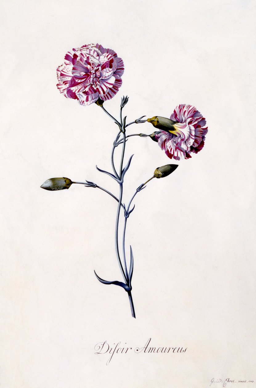 Difor amourius, Œillet, vers 1745 (gravure coloriée à la main) - Georg Dionysius Ehret