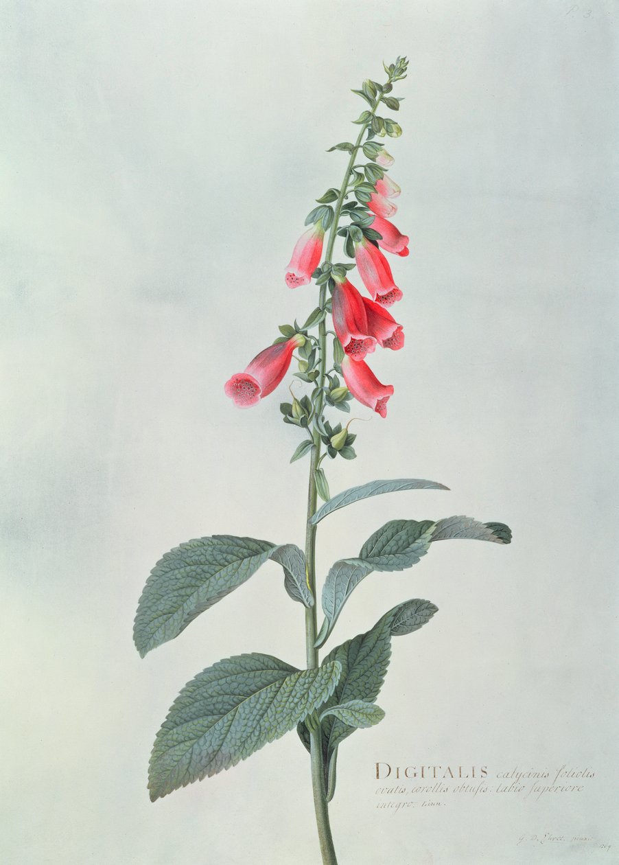 Digitalis purpurea (Digitale pourpre) - Georg Dionysius Ehret