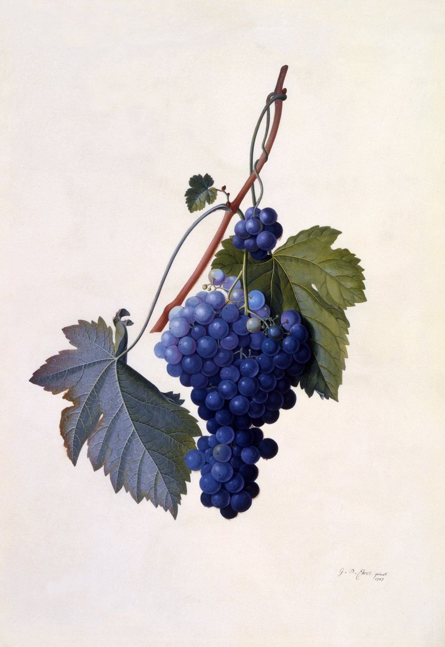 Raisins, c.1747 | Georg Dionysius Ehret | Estampe d'art