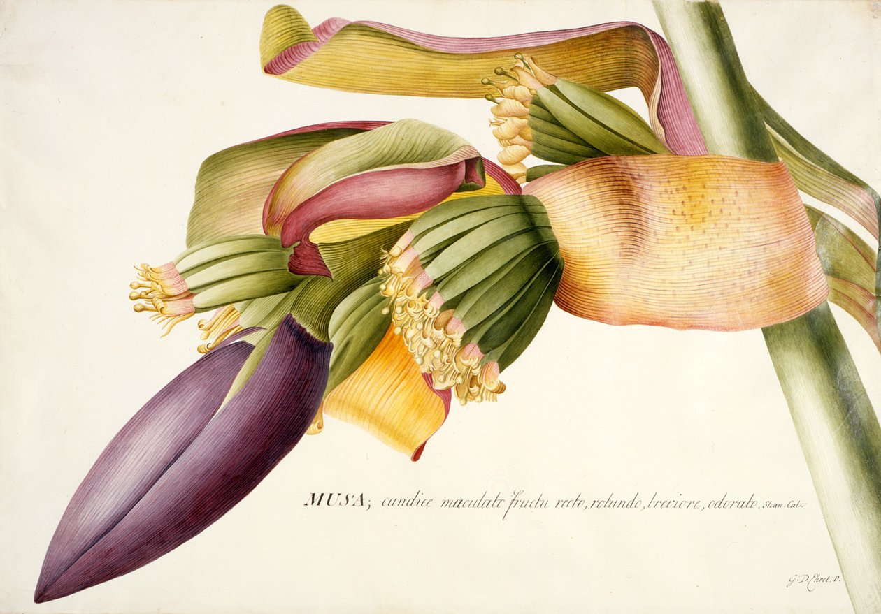 Fleur du bananier (Musa candice maculato fructo) - Georg Dionysius Ehret