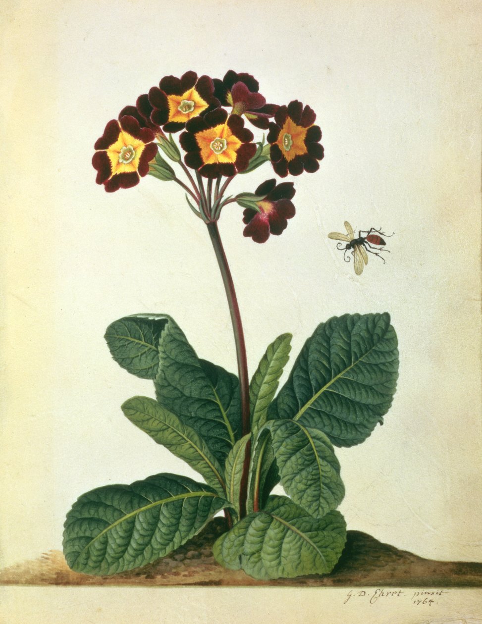 Primulaecae : un polyanthus en fleur avec un insecte volant, 1764 - Georg Dionysius Ehret