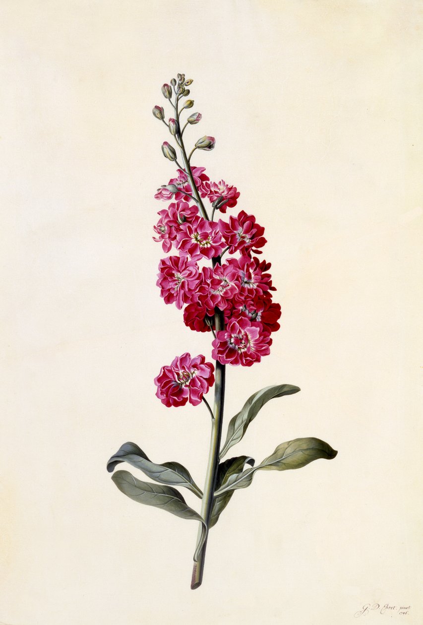 Giroflée, Matthiola incana, vers 1746 - Georg Dionysius Ehret