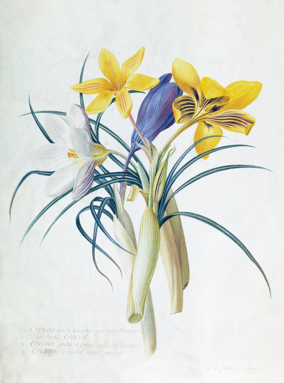 Étude de quatre espèces de crocus - Georg Dionysius Ehret