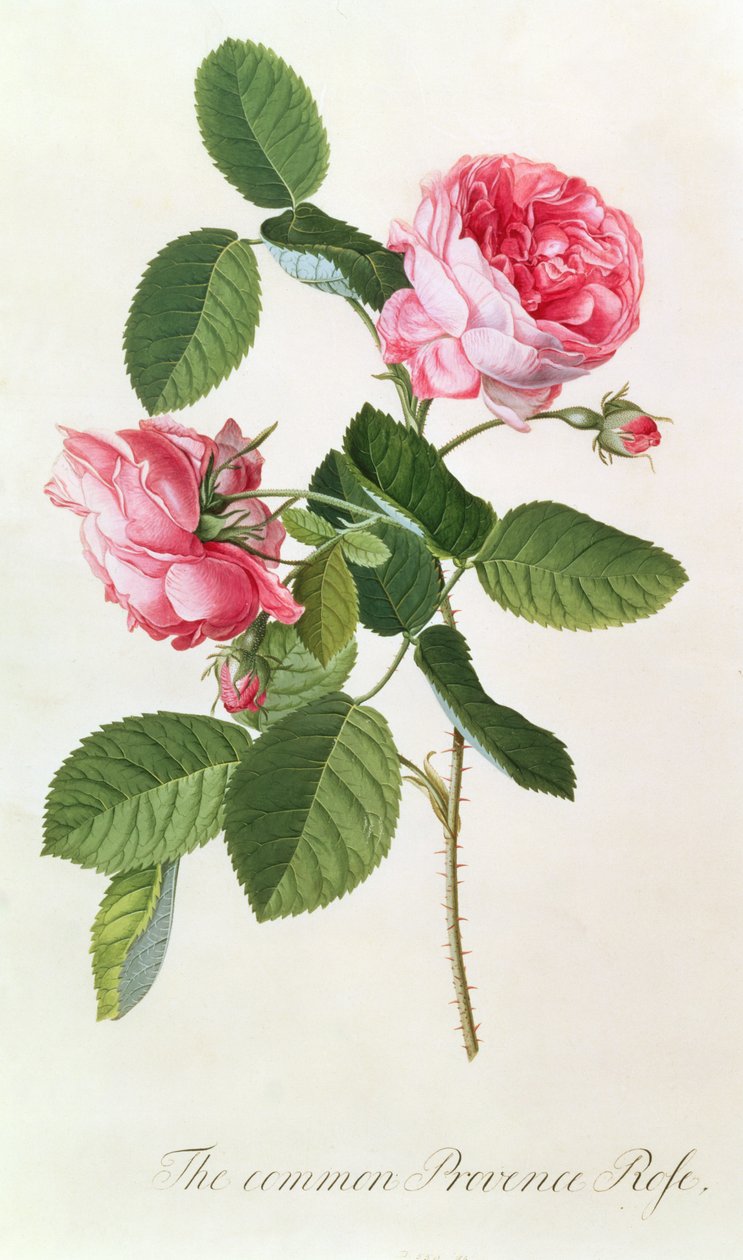 La Rose de Provence commune - Georg Dionysius Ehret